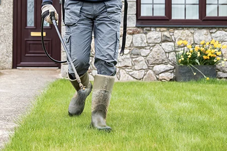 spraying for weeds in a yard