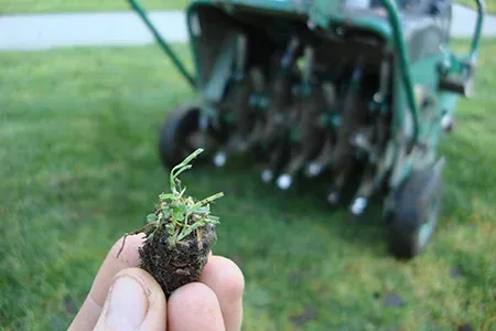aerating lawn