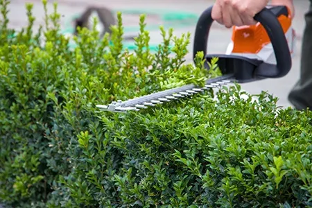 shrub trimming