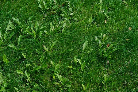 weeds in a yard