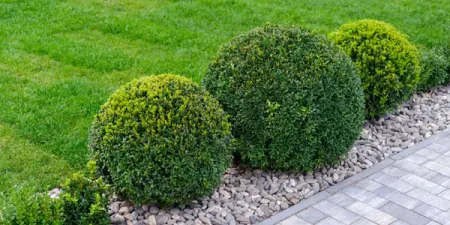 healthy trimmed shrubs next to green grass