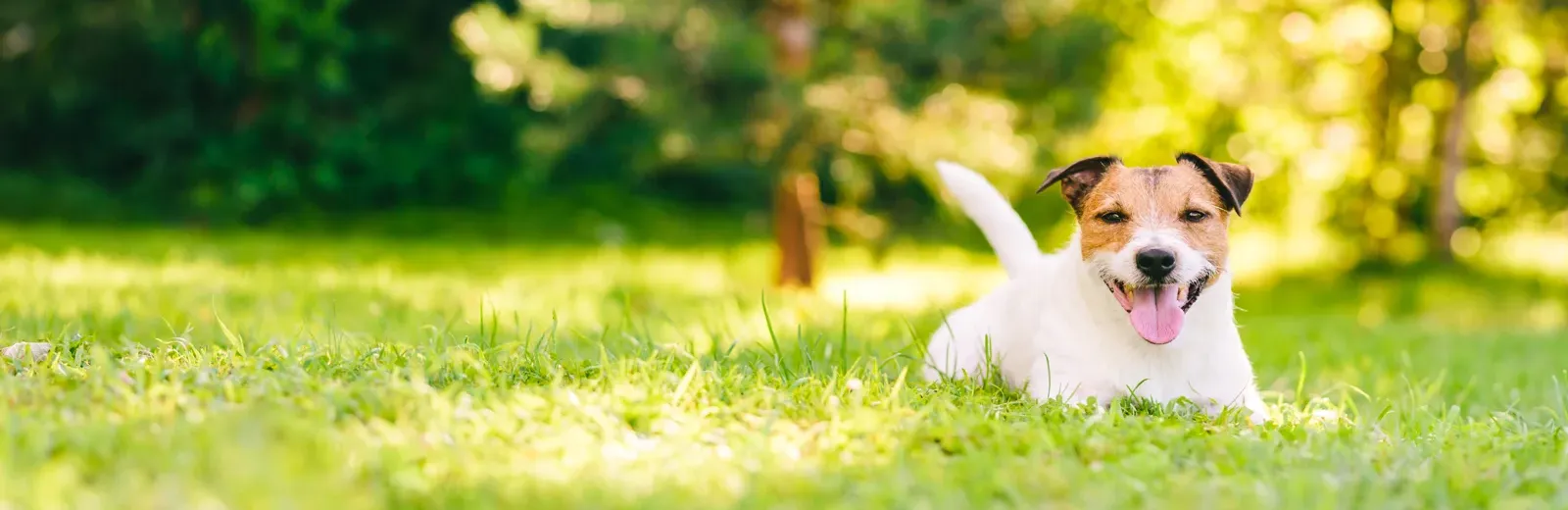 dog outside laying in grass