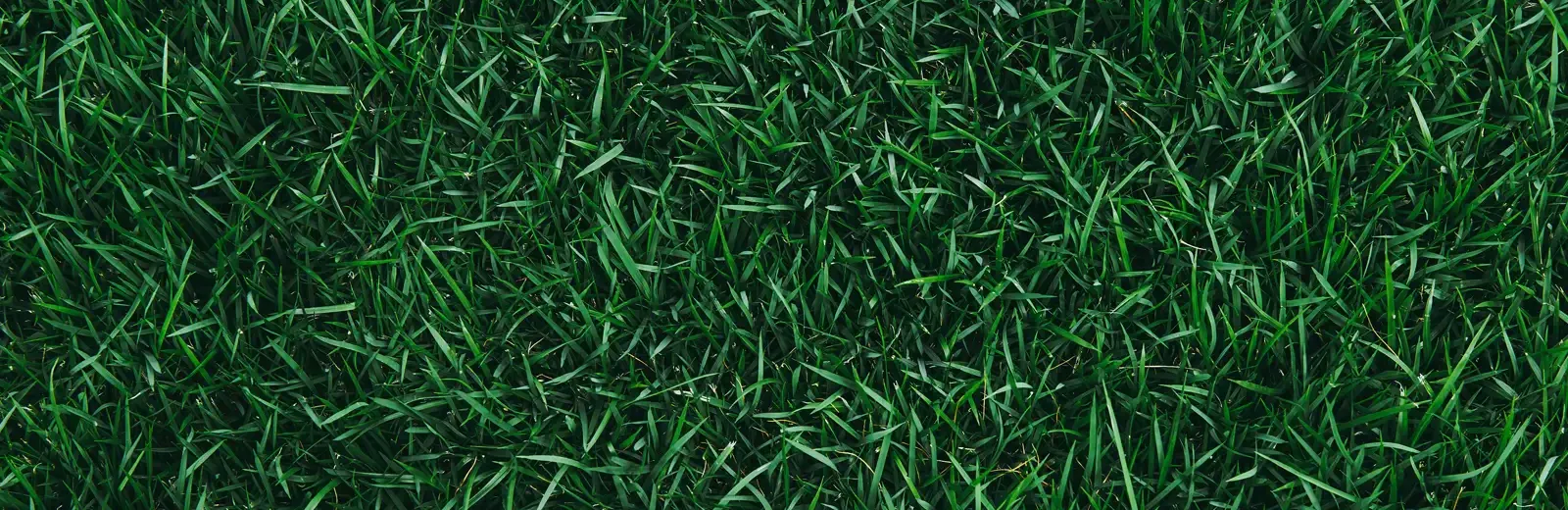 grass background