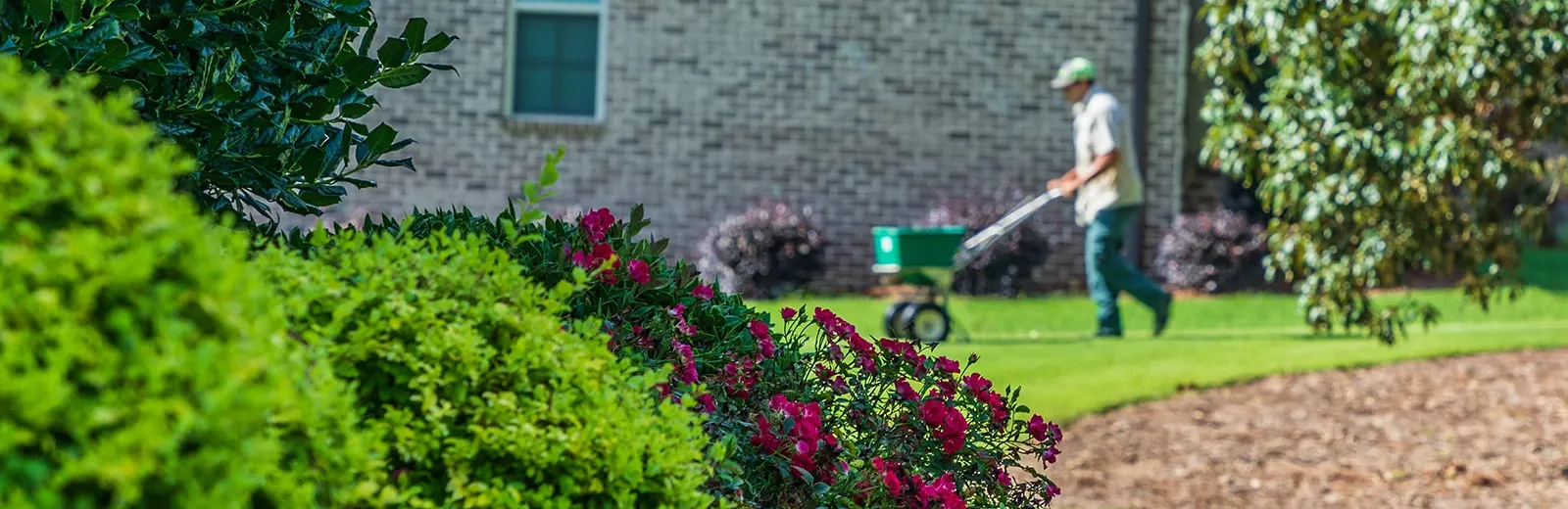 lawn technician fertilizing lawn