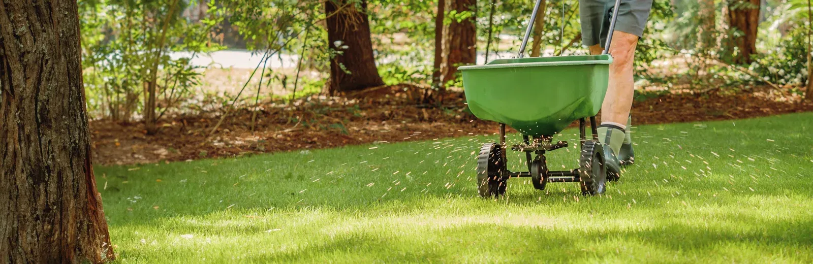 fertilizing lawn