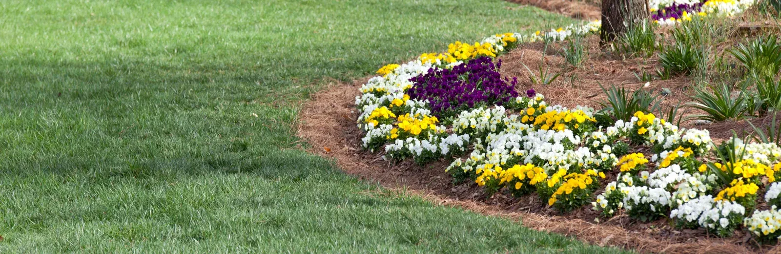 pine in garden beds around house