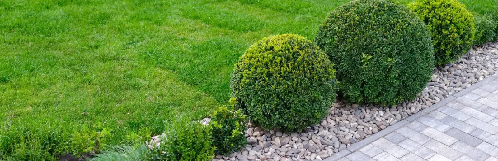 service tree shrub care