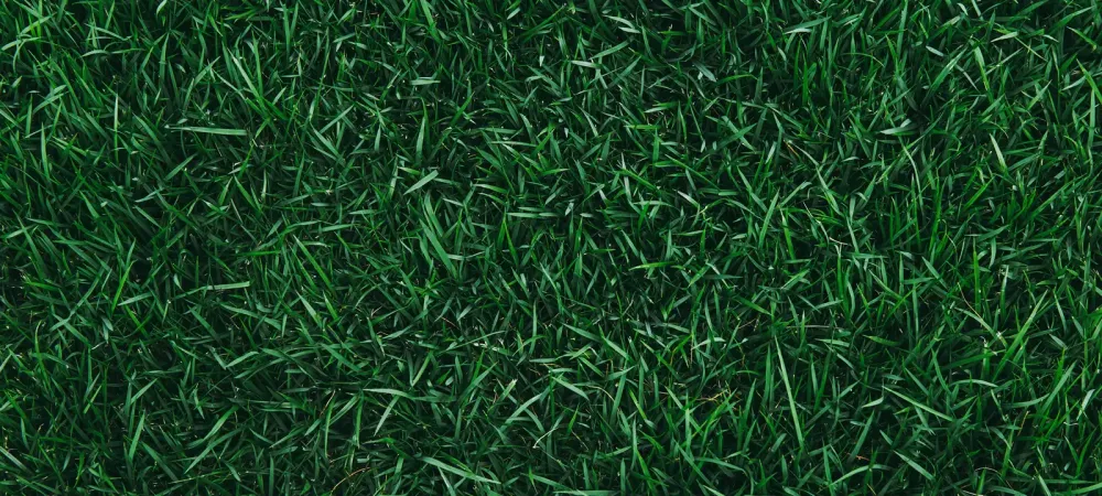 grass background