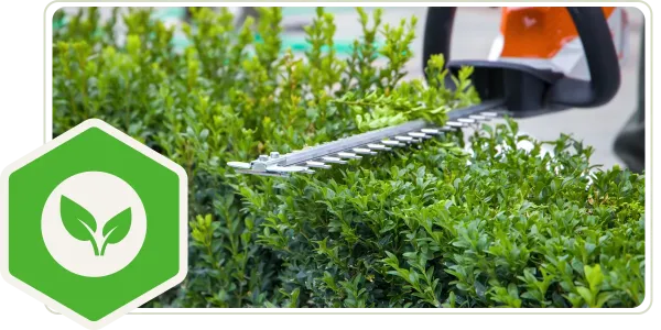 lawn maintenance spring trimming shrubs